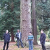 Big Larch Tree